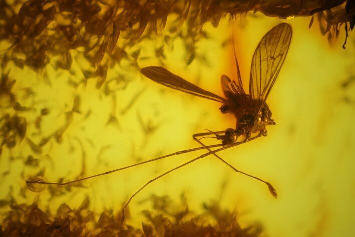 Detailed Fossil Cranefly and Fly in Baltic Amber #163484